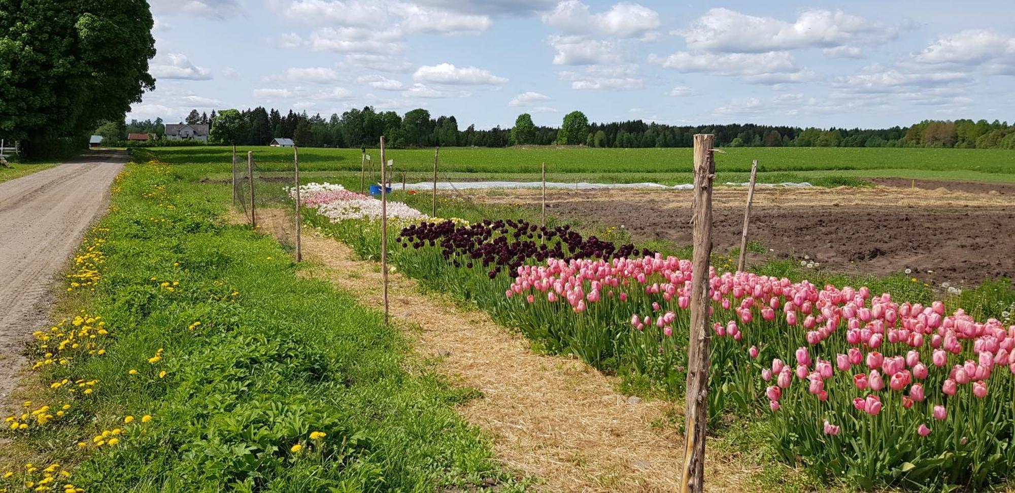 Moessebergs Vandrarhem Falköping Zewnętrze zdjęcie
